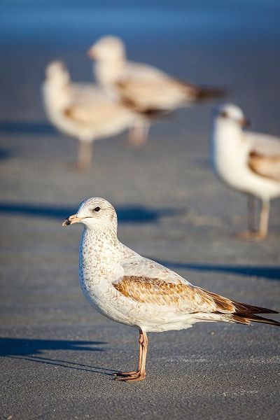Portrait of a ring-billed gull